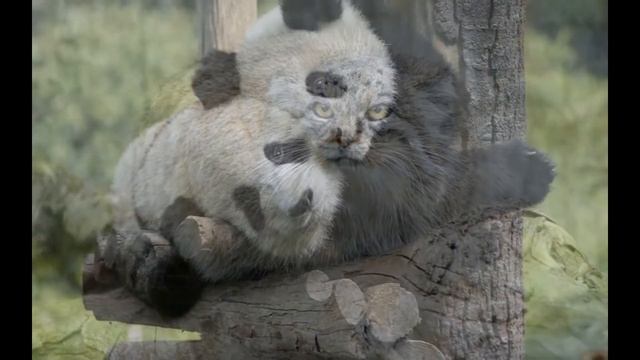 Животные из красной книги.