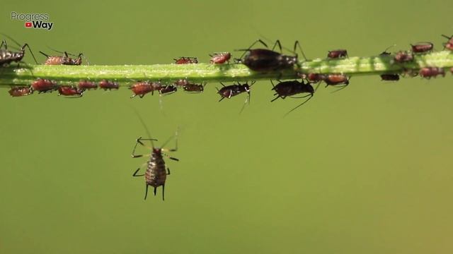 ВСЯ ТЛЯ ОСЫПАЛАСЬ ПОСЛЕ КОПЕЕЧНОГО НАРОДНОГО СРЕДСТВА  БОРЬБА С ТЛЕЙ И МУРАВЬЯМИ НА РОЗАХ, ДЕРЕВЬЯ