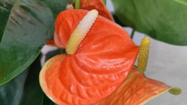 Антуриум Оранж кинг / Anthurium Orange King 17_60. Наша группа Вконтакте Https://vk.com/cvetyvmeste