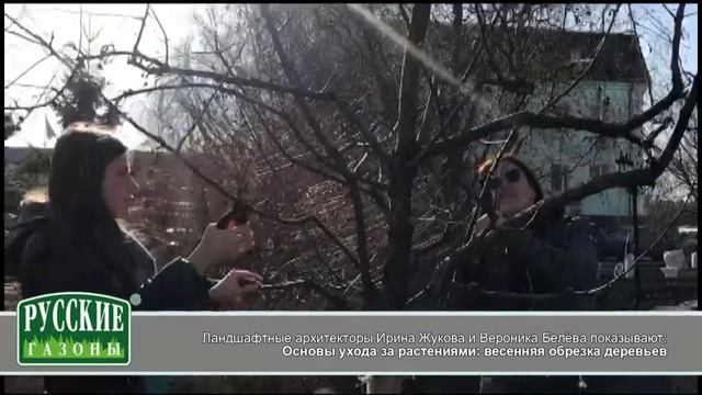 Gazony.com — Весенняя обрезка плодовых деревьев