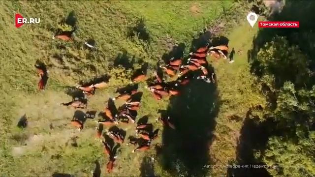 МОЯ СИБИРЬ. Суровая и нежная бескрайняя...
