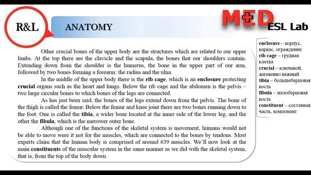 ReadingListening. Anatomy   MEDICAL English for you  MedEslLab