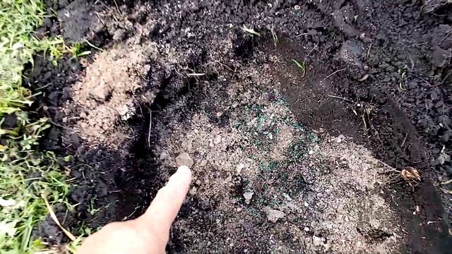 Сажаю под Ведро РАССАДУ  Патиссоны 