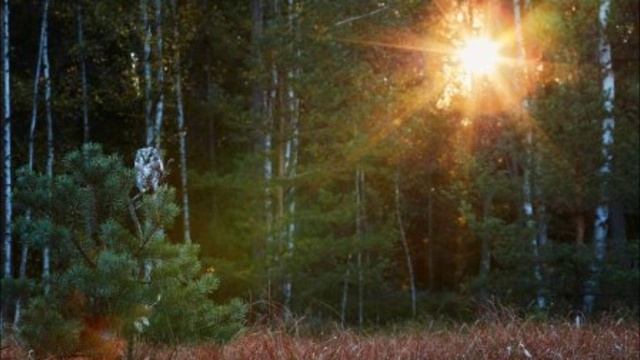 Пение лесных птиц. Релакс для хорошего сна..wmv