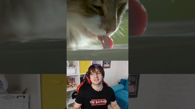 Чем отличаются коты от псов?