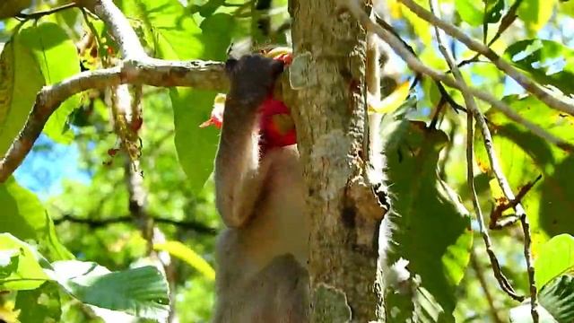 Обезьяна и драконий фрукт! Смешная маленькая обезьянка ест фрукт дракона