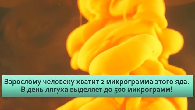 Ужасный листолаз  Одно прикосновение гасит 250 человек  Зачем такая концетрация токсина