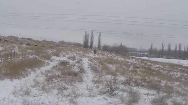 Тренинг Лабрадора Ретривера . Часть 2(Training With Labrador-retriever. Part 2)