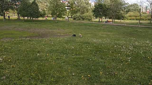 Подруга детства Луна! Бульдог и Кавалер снова вместе.