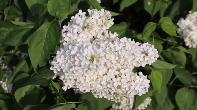 Инок Трофим. Душа носит тело свое. Часть 1. Пасха Красная - Нина Павлова