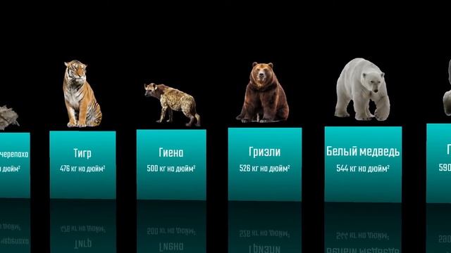 У кого самый СИЛЬНЫЙ УКУС | Мир в Цифрах