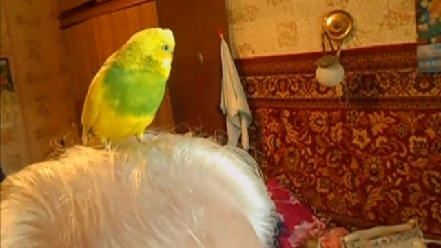 Как волнистый попугайчик научился говорить   Часть 1
