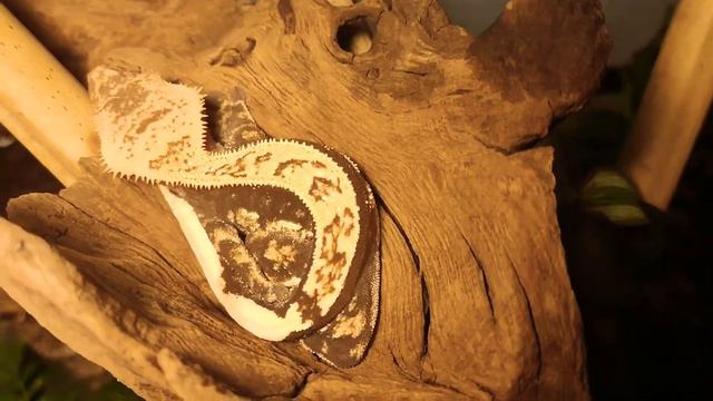 13b53d97dd17bd06b0d7cfffb337560c