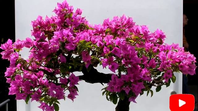 4d56718864d3710c7d0b04831623ce60