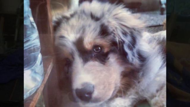 Blue Merle Australian Shepherd, Loki