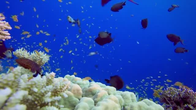 Аквариум с расслабляющей музыкой  Избавьтесь от стресса с рифовым аквариумом с тропическими рыбками