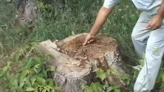 Вырубка деревьев в парке