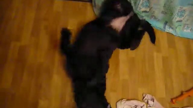 лабрадор ретривер Бетти