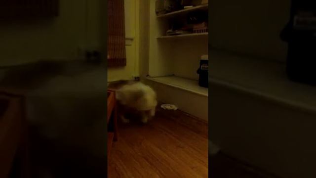 Scooter Chasing His Tail
