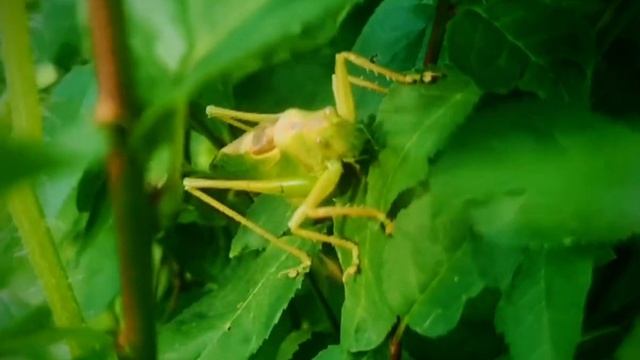 The Sound Of Grasshopper Wings, звук крыльев кузнечика