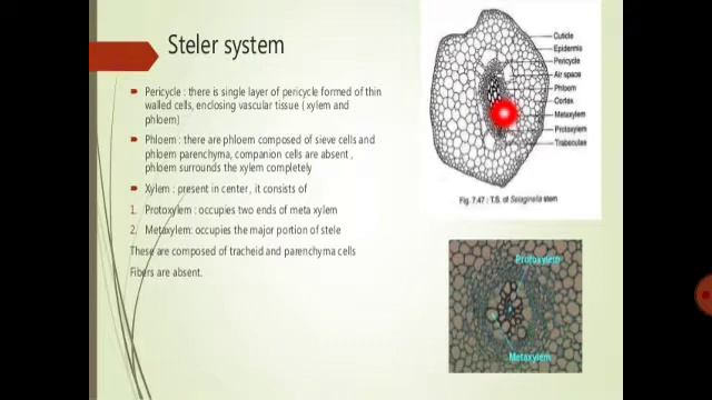 Sellaginell