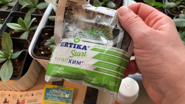 Эустома и Виолы подросли. Следующий этап подкормки.