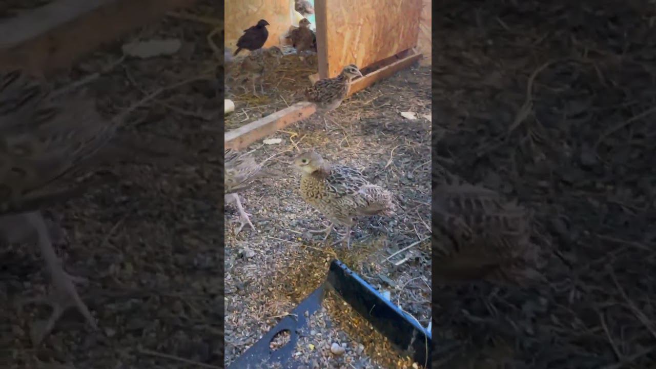 20 июля 2024 г.