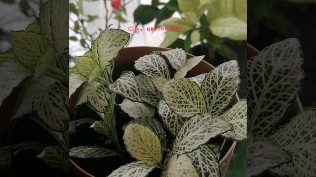 Фиттония, уход и содержание