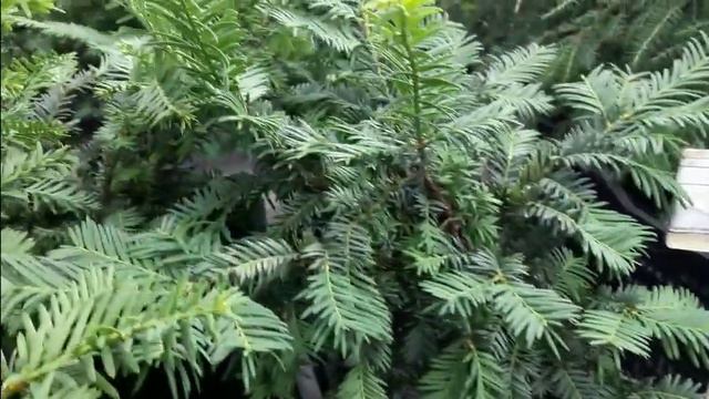 Назад в СССР.Растения для сада.Цены.Шоу ДРОНОВ.