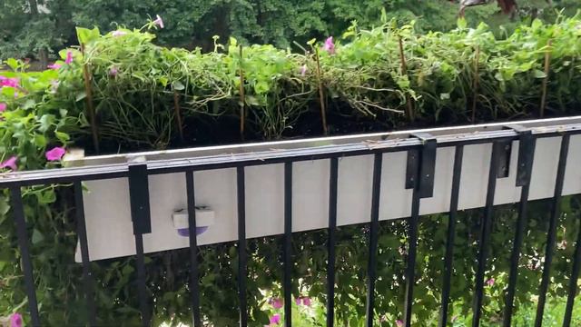 🌺 Supertunia Vista Window Boxes Week 17 Update