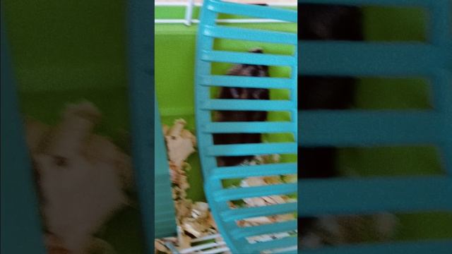 у меня новый хомяк