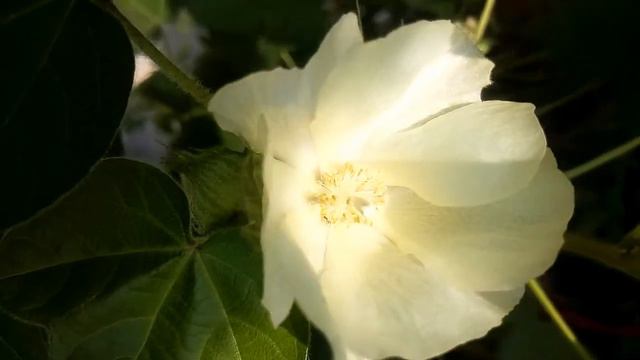 White Flower In Sunlight