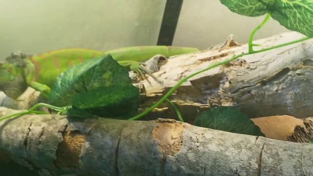 Моя игуаша не любит сниматься на камеру. Игуаны в террариуме. Ч. 2