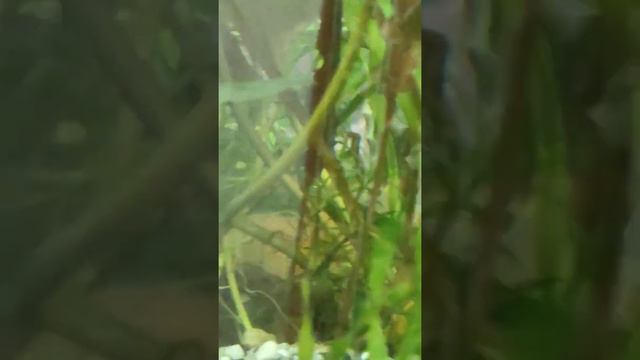 Рыбки, улитки, растения и живые корма для рыбок и мальков.