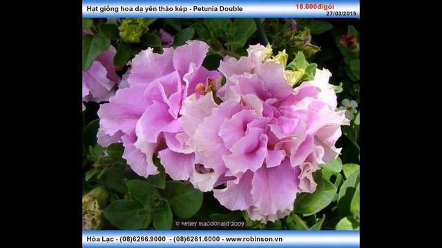 Hạt Giống Bông Dạ Yên Thảo