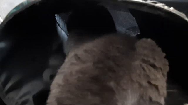 У кота шок от переезда! (18:55 (UTC+3) 22.08.2021)