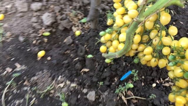 Томат СУМАСШЕДШИЕ ЧЕРРИ БАРРИ. Bаrry's Crazy Cherry Tomato