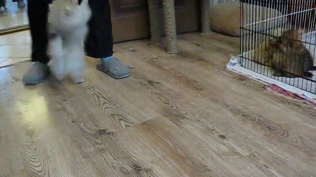 Мальчик-Померанчик 4 мес. Окрас крем-соболь MVI 2806