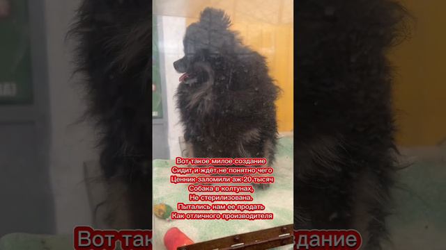 Три точки в верхнем правом углу, описание #маленькиесобачки #дорога_в_новую_жизнь