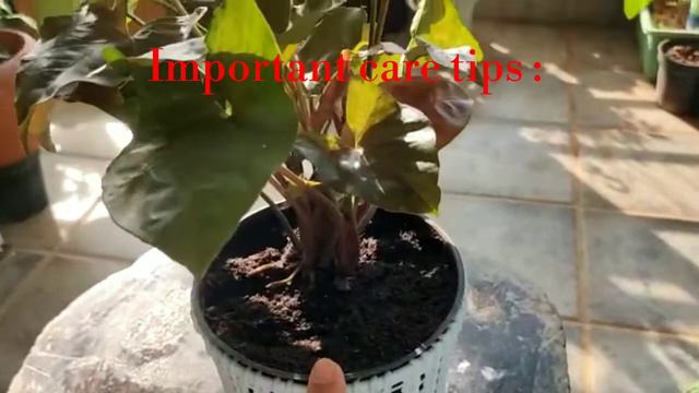 All About Syngoniums/Arrowhead Plant Care/सिंगोनियम के बारे में संपूर्ण जानकारी/Repotting Syngonium