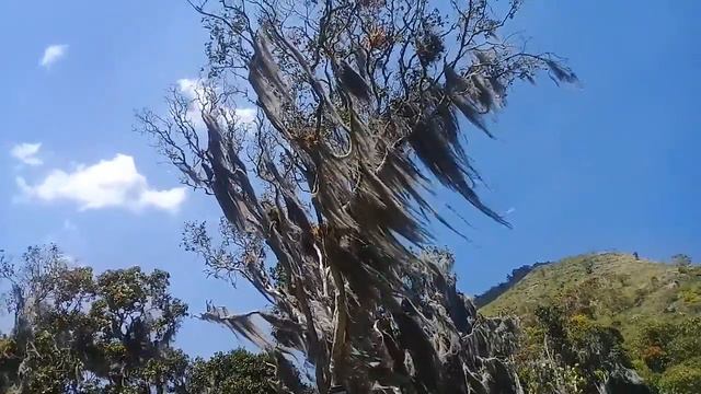 Tillandsia Usneoides, Barbas De Viejo