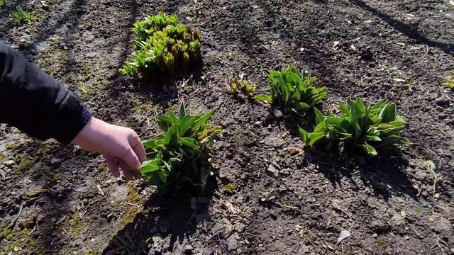 Вольер для Альмы, Первый весенний день в деревне