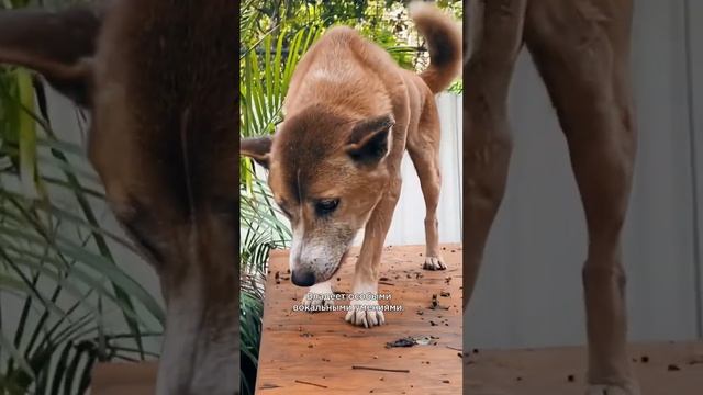 Три необычные породы собак #породысобак #интересныефакты