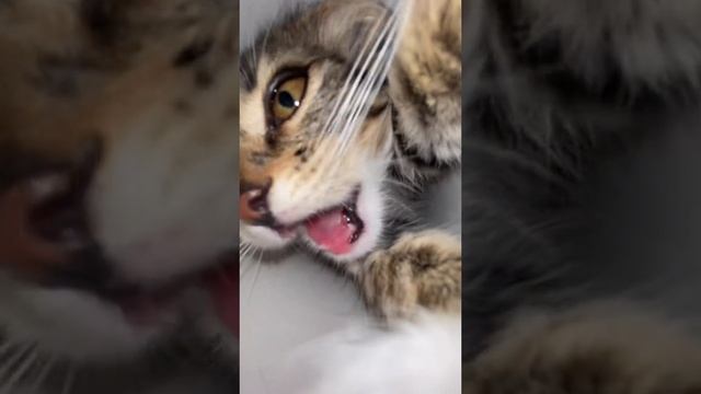 Для поднятия  настроение! #funnyanimals #tik Tok#funnycats #funnyvideo #kucinglucu #shorts