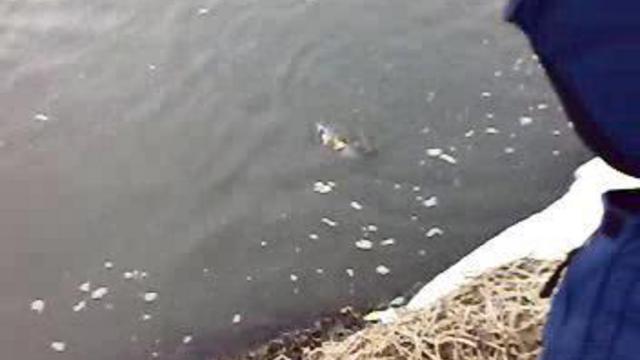 мартовская щука