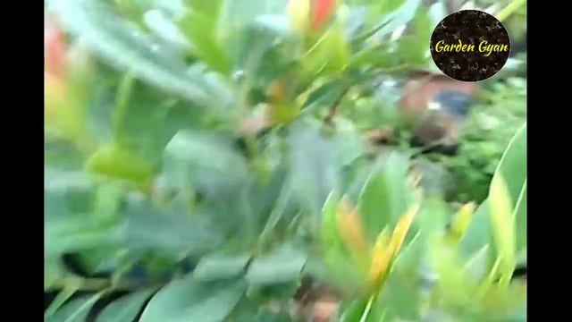 My Garden Overview 24, Rose, Thai Apple Ber, Pomegranate, Chiku & Many More, By Garden Gyan