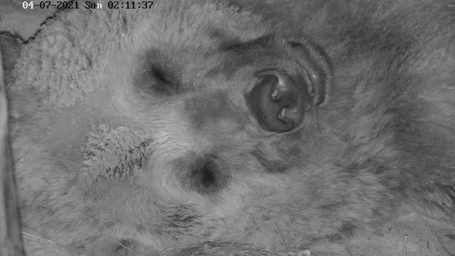 56 минут ми-ми-мишковости от Мансура на ночь. :)