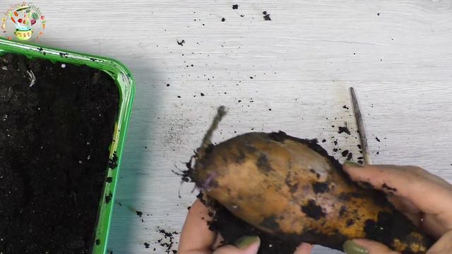 Огород на подоконнике. Проращиваю батат.