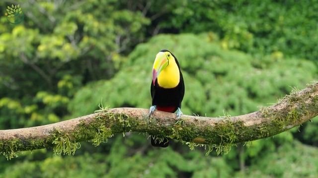 Расслабляющая музыка с ручьем и пением птиц - Красивая фортепианная музыка расслабляет