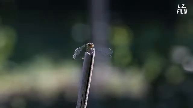 Canon EOS 1DX Testing The Video Function